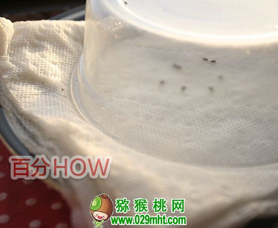 <a href=http://www.linux-china.com target=_blank class=infotextkey />奇异果</a>催芽种植的步骤2