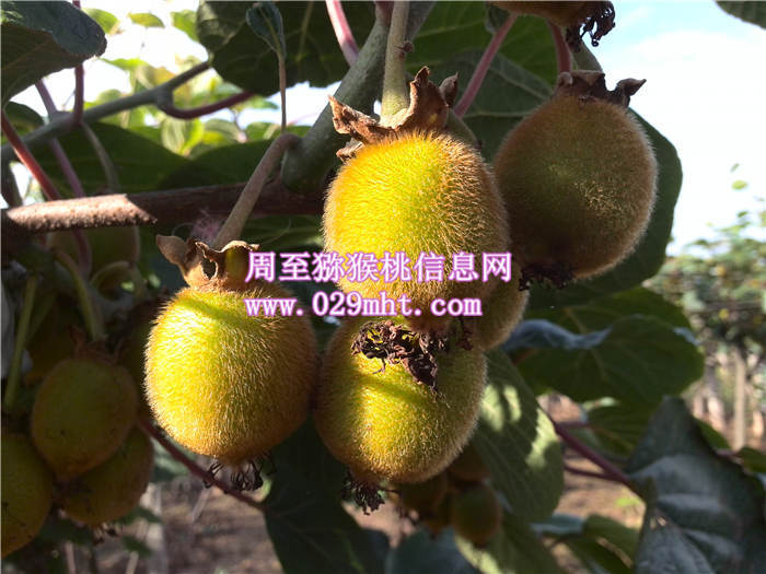 陕西豪门国际猕猴桃豪门国际猕猴桃6月份成长状况