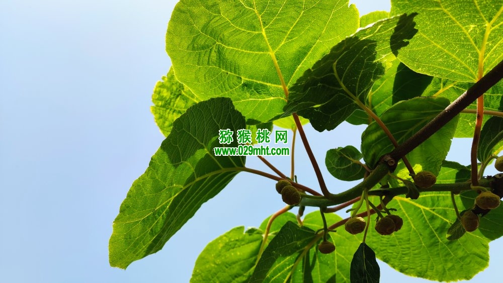 豪门国际 baa51