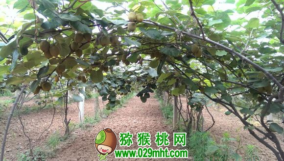 豪门国际 4b71c