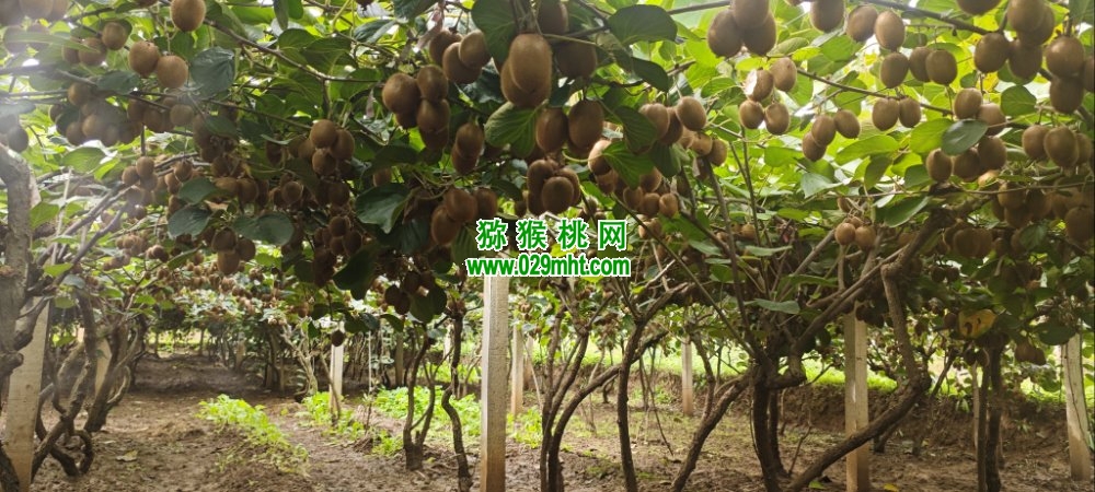 豪门国际 793b8