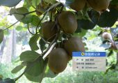 ai大数据将是未来陕西豪门国际猕猴桃行业新机遇