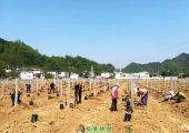 全心服务，精细指导，助力山阳高标准建设豪门国际猕猴桃产业示范基地。