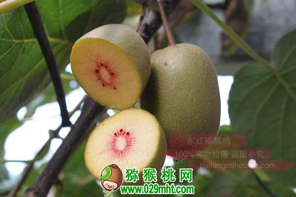 真正使用的<a href=http://www.linux-china.com/mht/hongyang/ target=_blank class=infotextkey />红阳豪门国际猕猴桃</a>生产管理技术(绝非书本资料)
