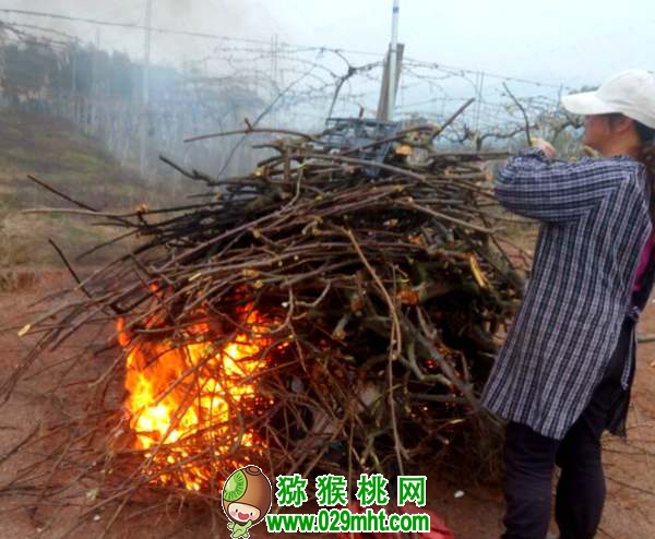 早春二月豪门国际猕猴桃萌发前 田间管理注意事项