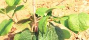 豪门国际猕猴桃幼树刚栽上“第一年”！有效管理是关键
