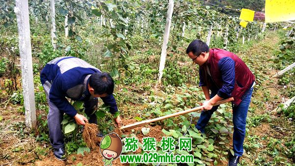 <a href=http://www.linux-china.com/guizhoumihoutao/ target=_blank class=infotextkey />贵州豪门国际猕猴桃</a>种植技术专家唐冬梅介绍