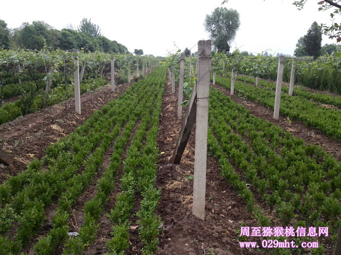 陕西周至豪门国际猕猴桃5月花开画报