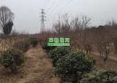 2023周至县豪门国际猕猴桃图片春节期间照片
