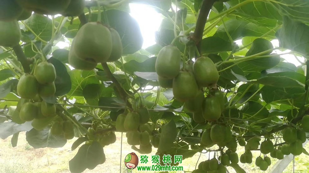 豪门国际 25a1d