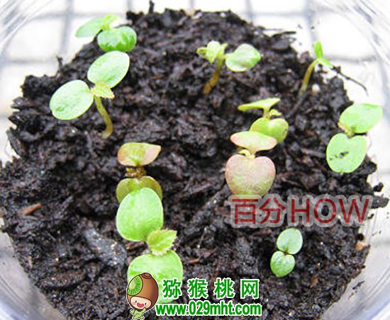 <a href=http://www.linux-china.com target=_blank class=infotextkey />奇异果</a>催芽种植的步骤5