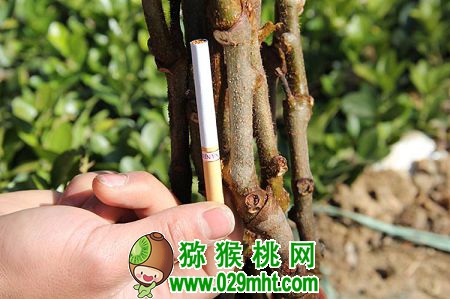豪门国际官方网站图片
