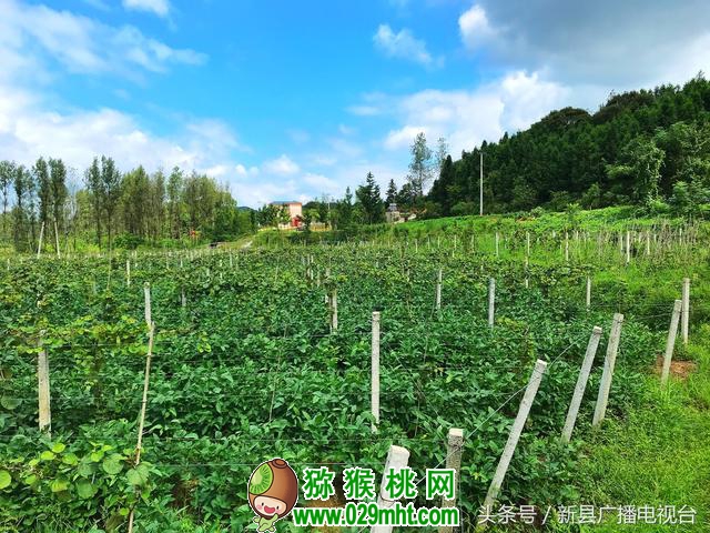 豪门国际官方网站图片