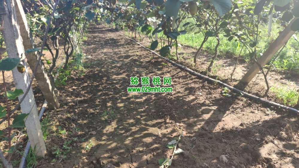 豪门国际 3599e