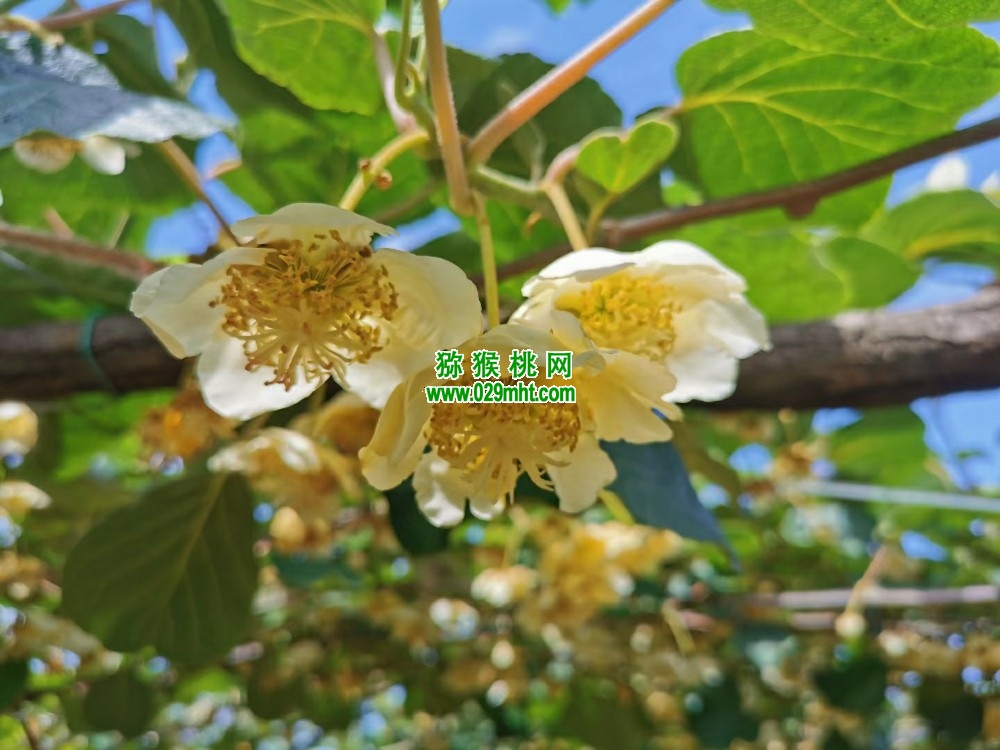 豪门国际 dad4c
