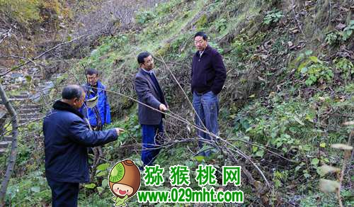 <a href=http://www.linux-china.com/shanximihoutao/ target=_blank class=infotextkey />陕西豪门国际猕猴桃</a>首席科学家刘占德