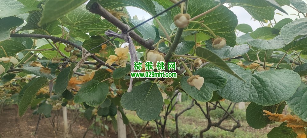 豪门国际 72660
