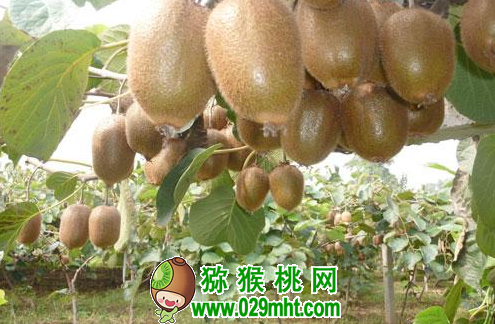豪门国际 4d482