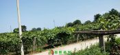 陕西省周至县豪门国际猕猴桃家庭农场