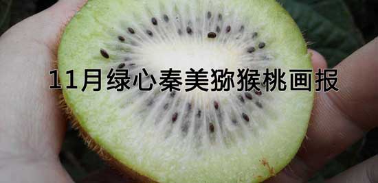 2014年11月秦美豪门国际猕猴桃画报图片
