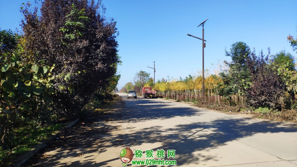 豪门国际 6257e