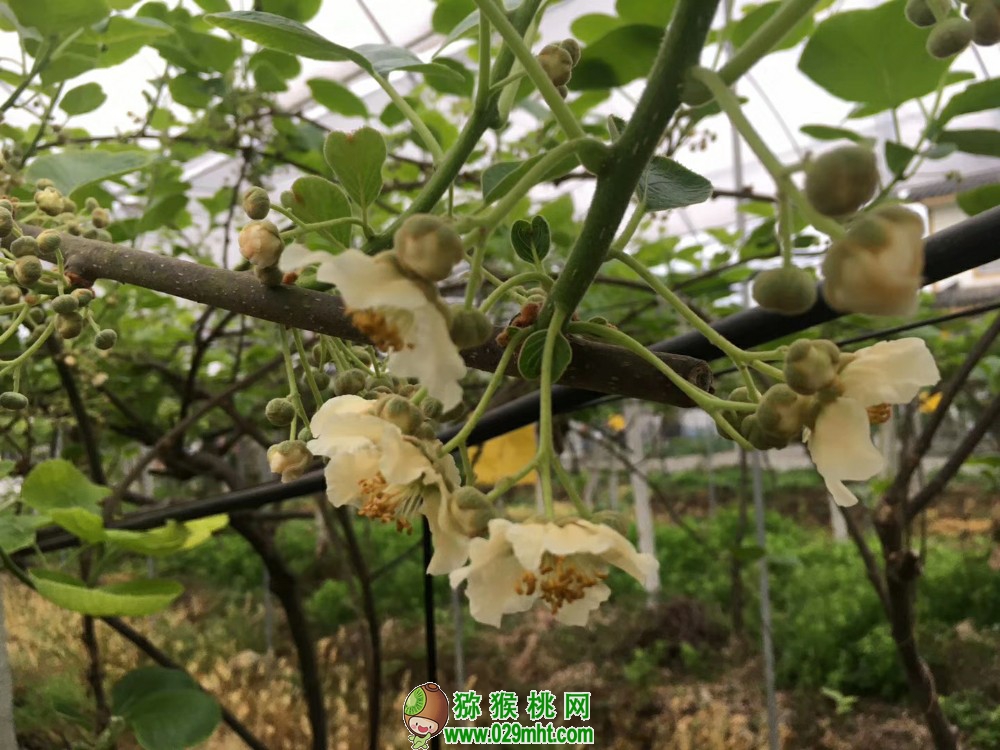 豪门国际 11228