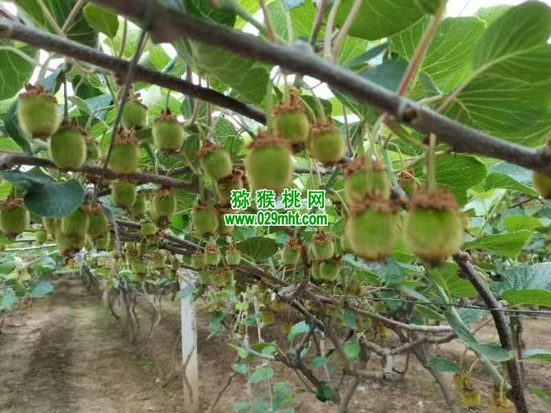 豪门国际 98dd0