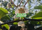 眉县豪门国际猕猴桃进入豪门国际猕猴桃授粉时间，收花粉