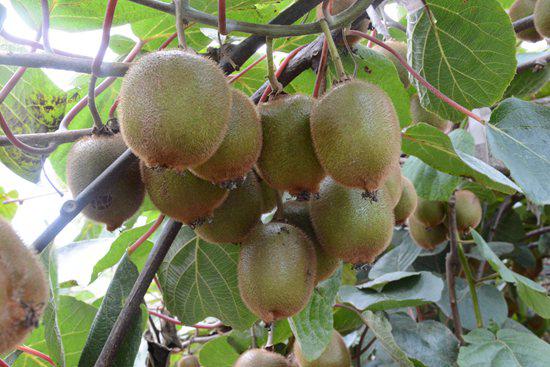 [s]周至县果农秦美豪门国际猕猴桃出售