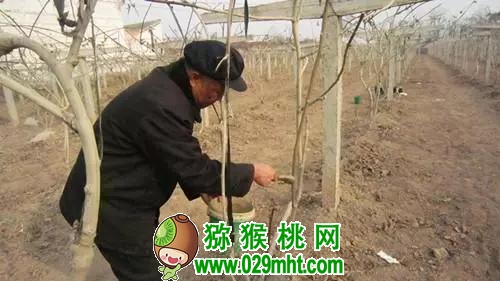 种植豪门国际猕猴桃的朋友注意了!马上大幅降温,7条措施可有效预防冻害