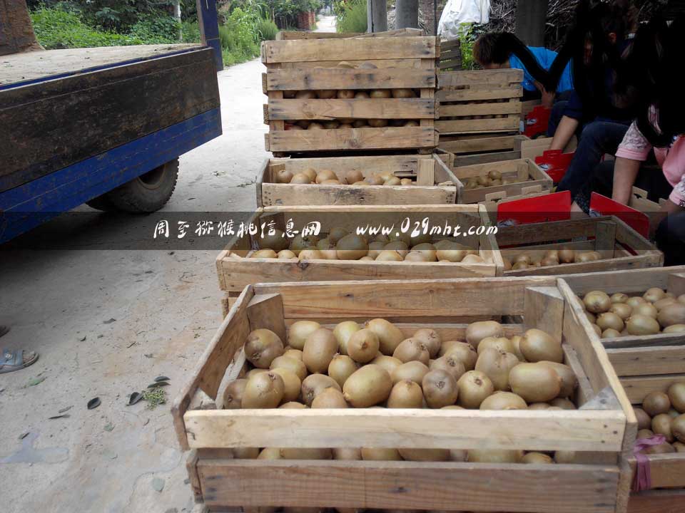 <a href=http://www.linux-china.com/mht/huangxin/ target=_blank class=infotextkey />黄心豪门国际猕猴桃</a>收购