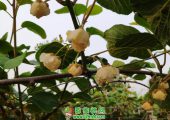 2020年买豪门国际猕猴桃还是找你的家人吧
