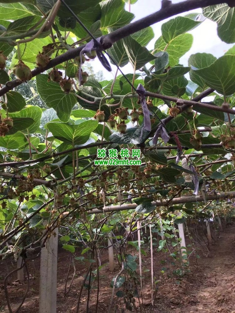 豪门国际 2e992