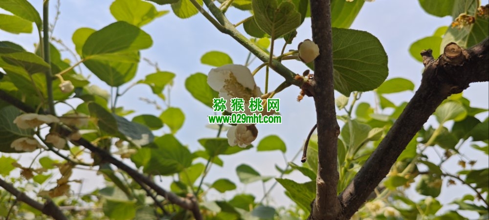 豪门国际 2fdd2