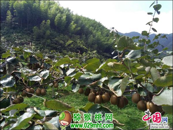 豪门国际 b5227