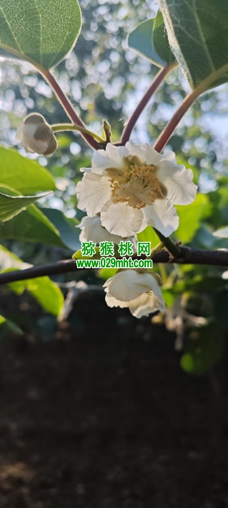 豪门国际 d91b3