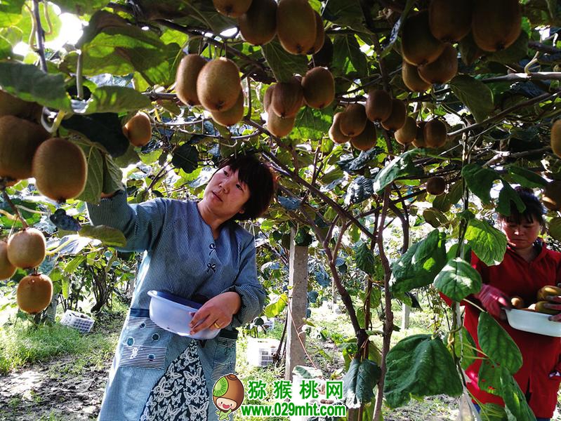 豪门国际 cbc94