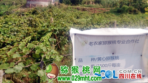 豪门国际官方网站图片