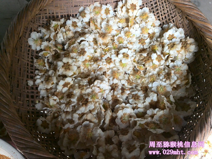 豪门国际猕猴桃采花粉实拍画报