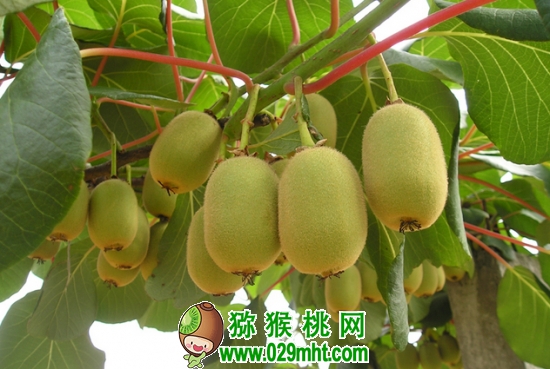 豪门国际猕猴桃