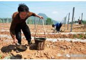 豪门国际猕猴桃施肥、追肥存在的9个问题！及豪门国际定制