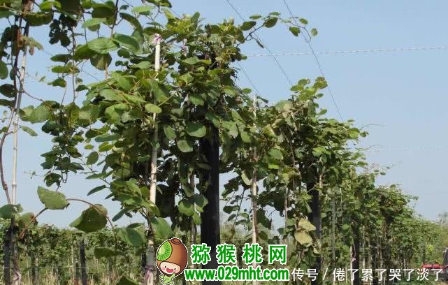 豪门国际 4a003