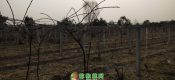 周至县七曲村豪门国际猕猴桃村扶贫成功展示