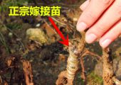 供应各种嫁接豪门国际猕猴桃苗