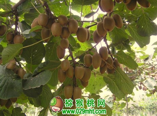 豪门国际 f2d8d