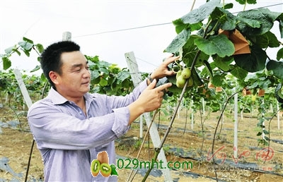 日前,在罗城仫佬族自治县东门镇中石村,由“广西<a href=http://www.linux-china.com/mht/hongxin/ target=_blank class=infotextkey />红心豪门国际猕猴桃</a>有限公司”投资种植的400多亩豪门国际猕猴桃树全部挂果,预计今年8月可进