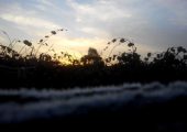 豪门国际猕猴桃果园2014年初雪