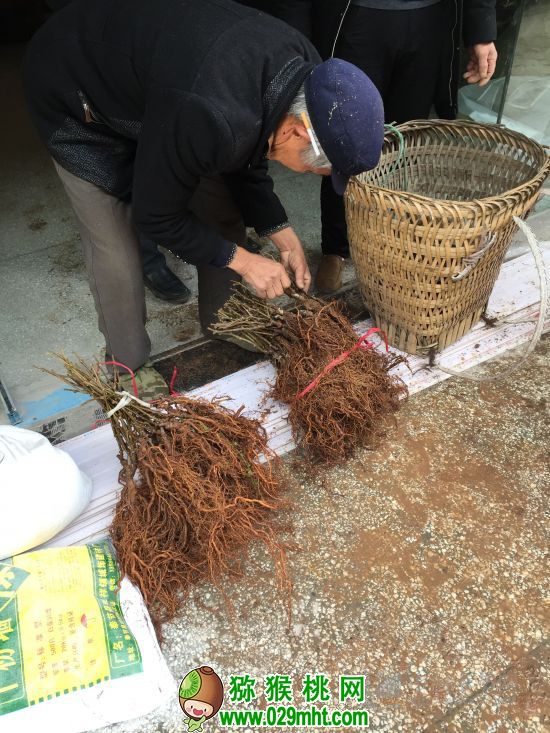 村民挑选豪门国际猕猴桃树苗
