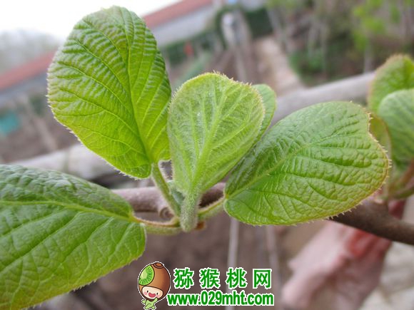 一颗豪门国际猕猴桃生长的180天