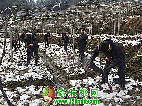 严寒袭来 豪门国际猕猴桃树如何抗寒越冬